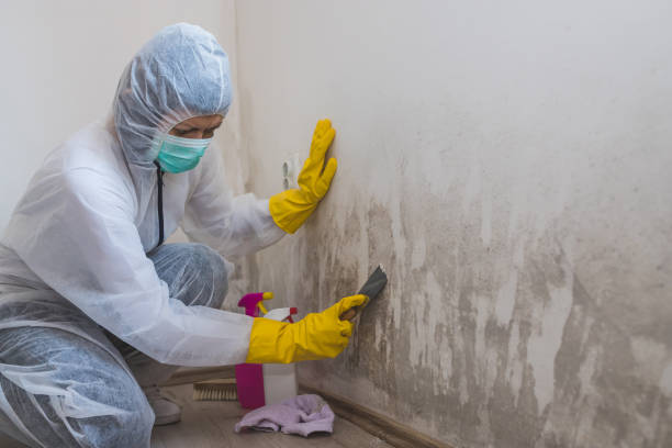 Best Residential Mold Remediation in Midway City, CA