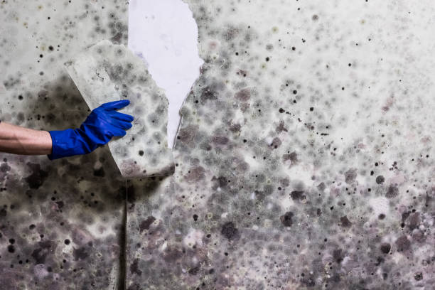 Best Post-Flood Mold Remediation in Midway City, CA