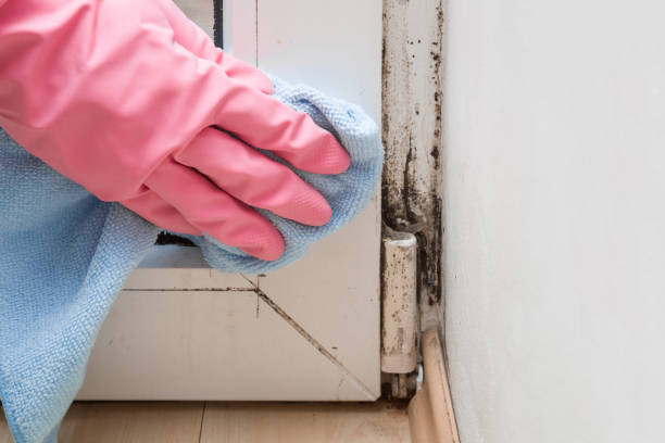 Best Industrial Mold Remediation in Midway City, CA
