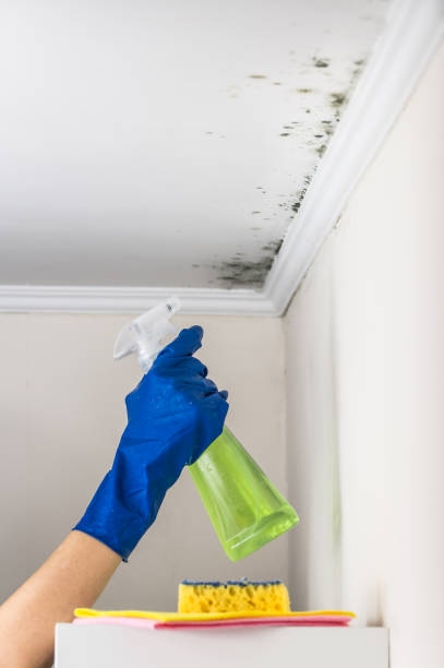 Trusted Midway City, CA Mold Remediation Experts