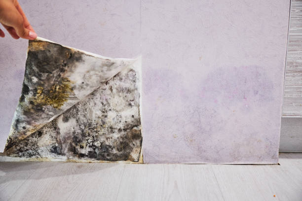 Professional Mold Remediation in Midway City, CA
